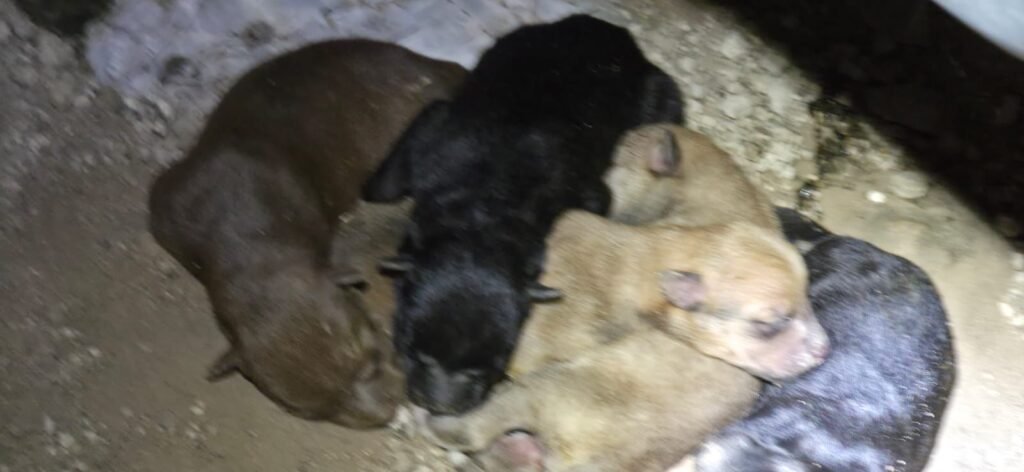 Avanza protección a la calidad de vida de los animales en Reynosa