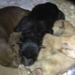 Avanza protección a la calidad de vida de los animales en Reynosa