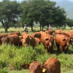 Con protocolos efectivos, Tamaulipas sigue libre de plagas pecuarias