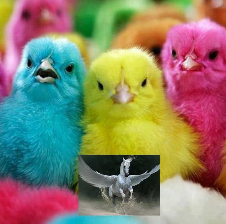 AL VUELO-Pollitos