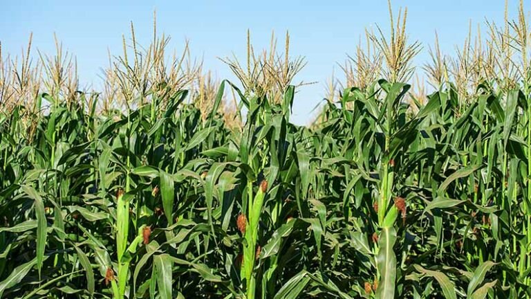 En riesgo los riegos agrícolas en el Distrito 025