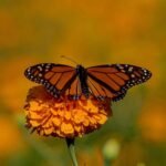 Impulsa Tamaulipas polinización en la ruta de la mariposa monarca