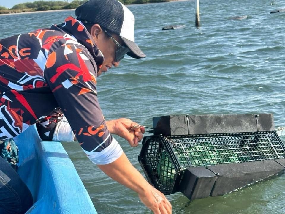 Consolida Tamaulipas su producción de ostión con apoyo técnico continuo