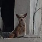 Escribieron Gobierno de Reynosa y ciudadanos una historia de amor y compasión