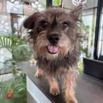 Ofrece Gobierno de Carlos Peña Ortiz servicios médicos del Hospital Veterinario Municipal