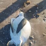 Barcos camaroneros, posibles culpables de mortandad de tortugas marinas