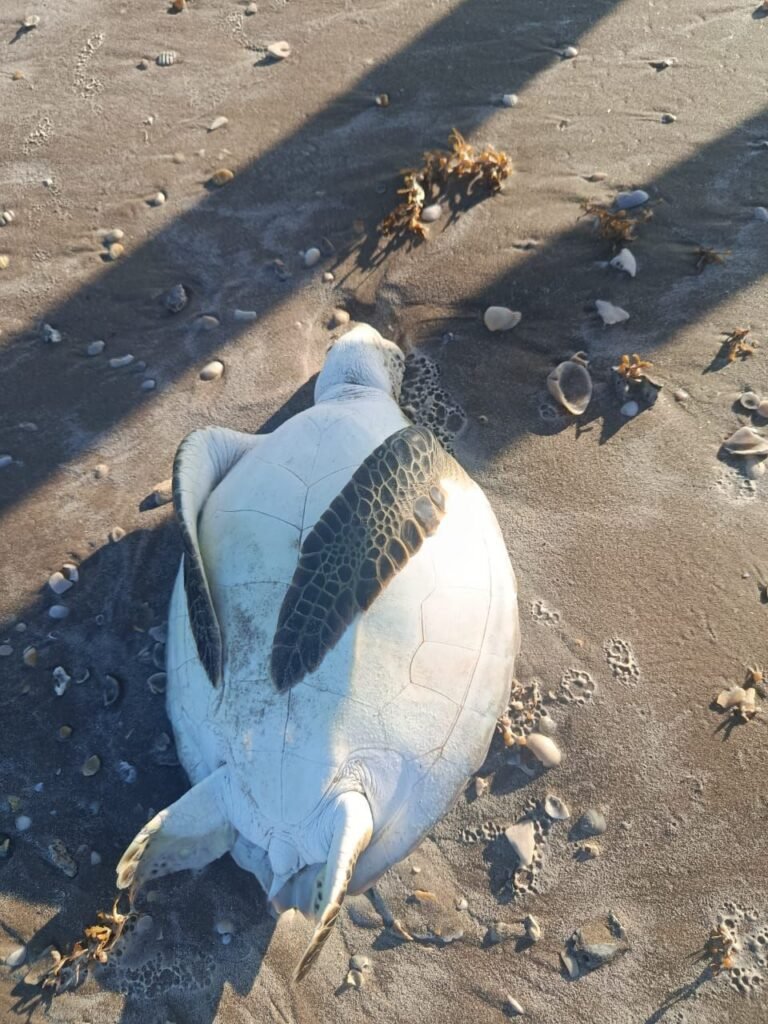Barcos camaroneros, posibles culpables de mortandad de tortugas marinas