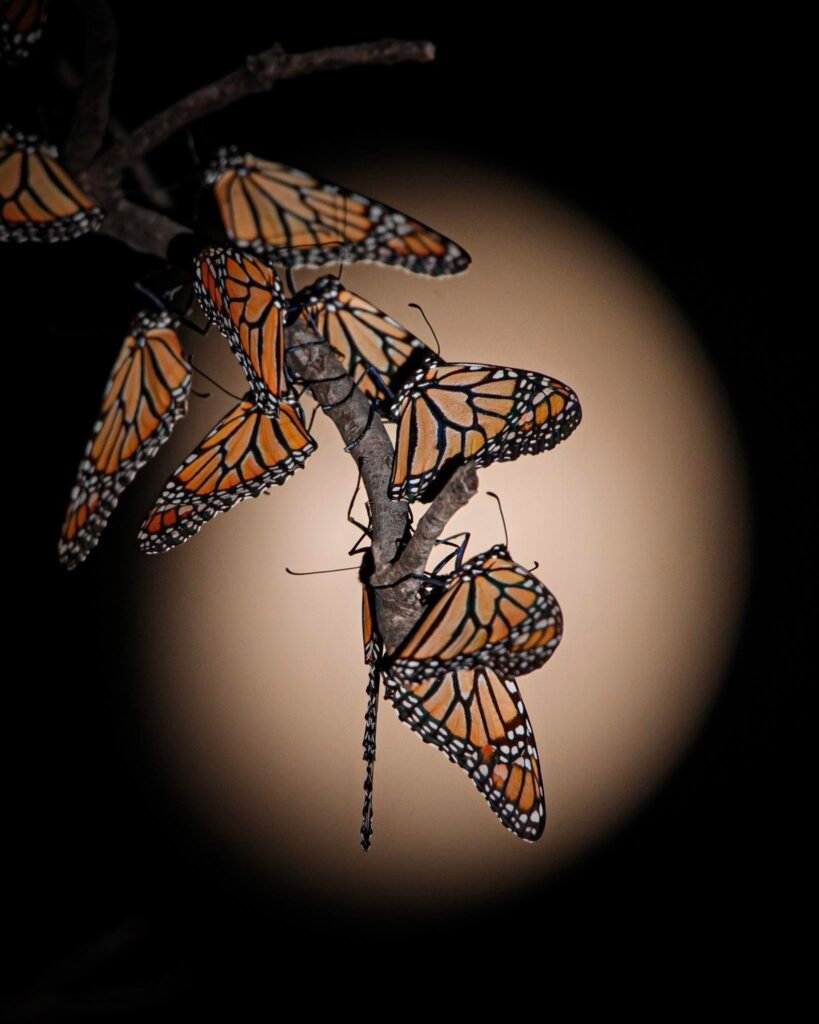 Pernocta mariposa Monarca en bosques tamaulipecos