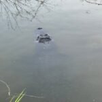 Reportan la presencia de un cocodrilo en La Playita