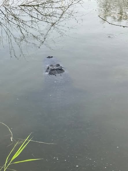 Reportan la presencia de un cocodrilo en La Playita