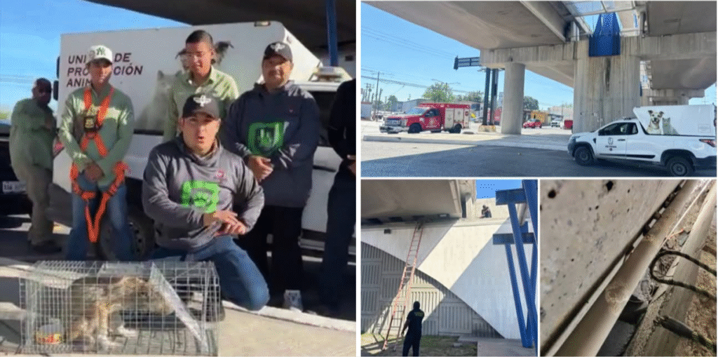Finalmente rescataron a lomito atrapado en el puente “El Pasito”