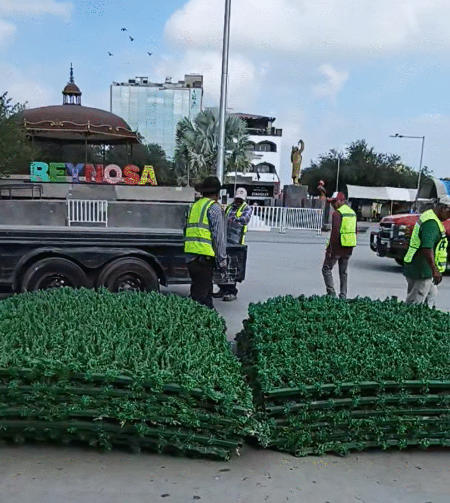 Preparan encendido del gigantesco pino navideño