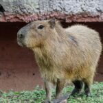 Llega una adorable pareja de capibaras al Zoológico Tamatán