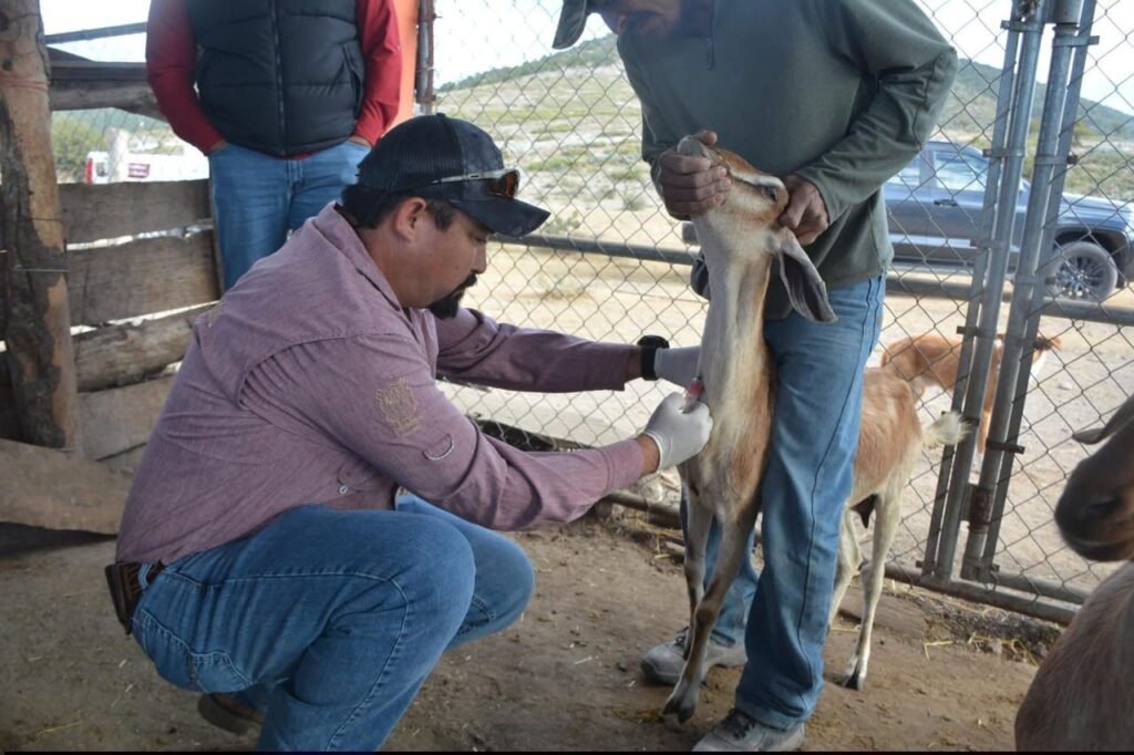 Protegen la producción caprina con barrido sanitario en el altiplano tamaulipeco