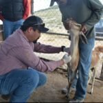 Protegen la producción caprina con barrido sanitario en el altiplano tamaulipeco