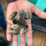 Mejora Gobierno de Tamaulipas acompañamiento técnico al sector acuícola en San Fernando