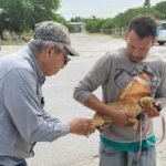 Realiza SST campaña preventiva para la detección de rickettsiosis