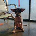 Recomienda Alcalde Carlos Peña Ortiz cuidado de mascotas por temporada invernal