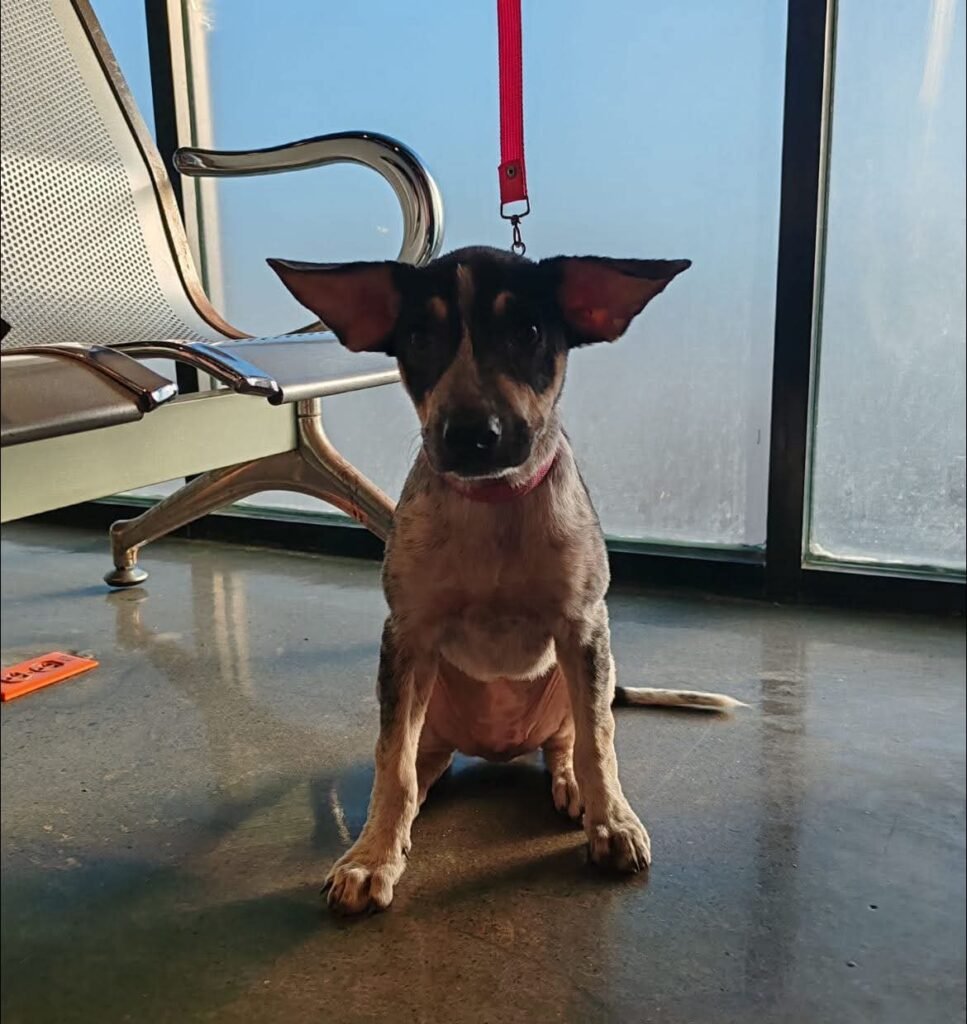 Recomienda Alcalde Carlos Peña Ortiz cuidado de mascotas por temporada invernal