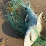 Retiran red ilegal de pesca en Playa Bagdad