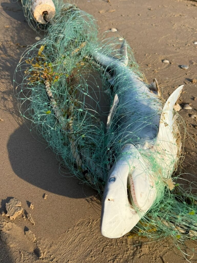 Retiran red ilegal de pesca en Playa Bagdad