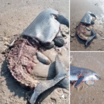 Denuncian caza de delfines en Playa Bagdad