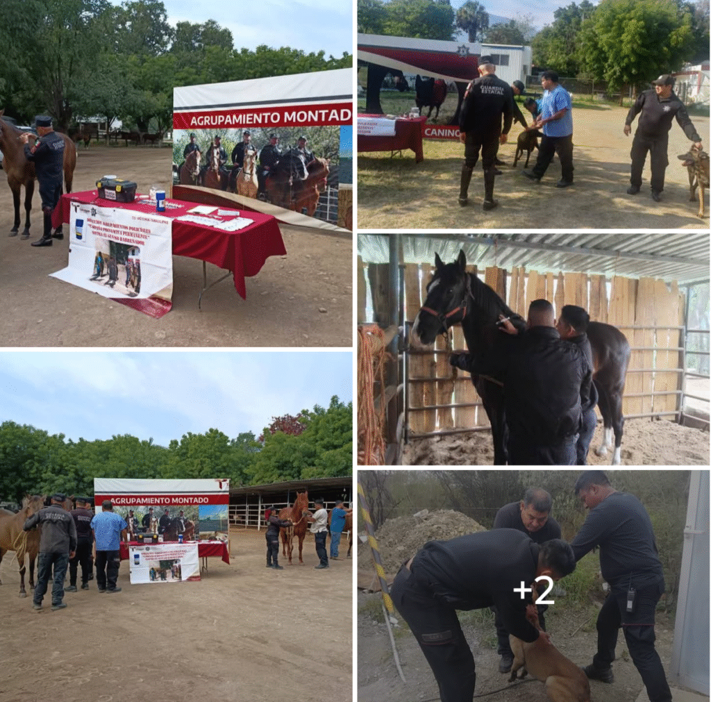 Implementa Guardia Estatal campaña permanente contra gusano barrenador en animales policiales