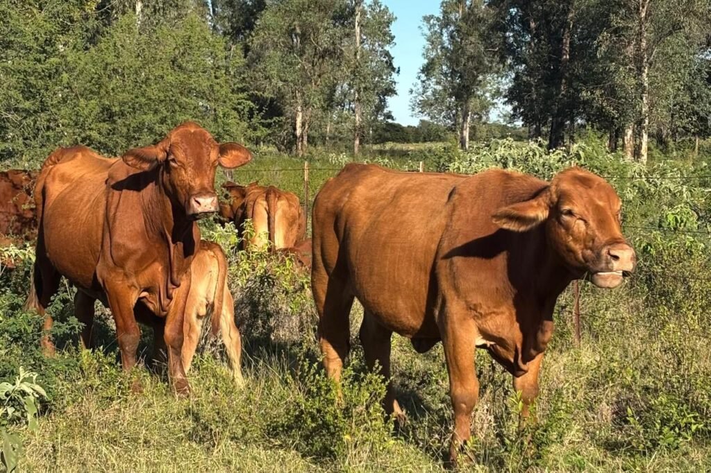 Refuerza Tamaulipas blindaje sanitario para proteger al sector ganadero