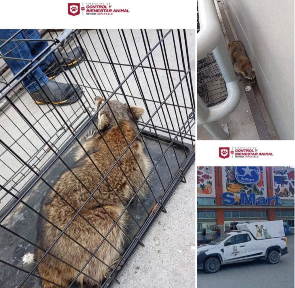 Rescatan mapache atorado en centro comercial
