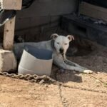 Demuestran reynosenses corazón solidario con la vida animal