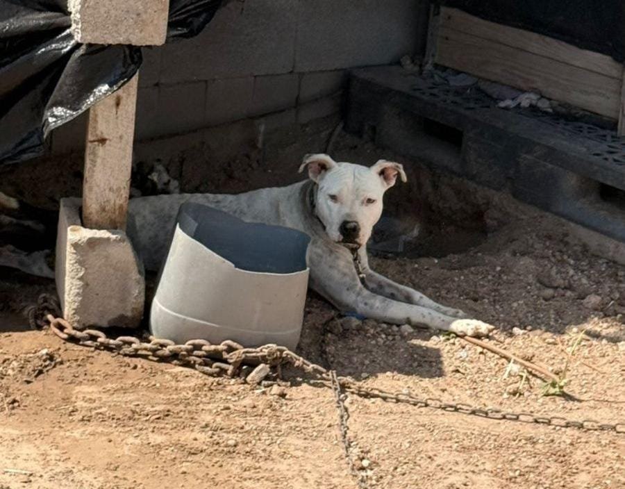 Demuestran reynosenses corazón solidario con la vida animal