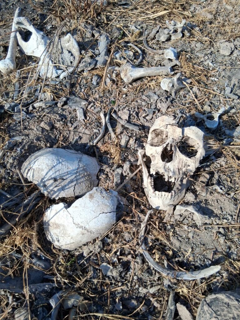 Hallan más restos humanos