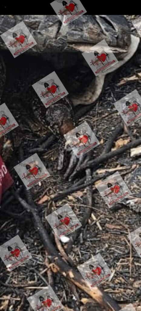 Siguen apareciendo restos humanos cerca de Puerta Sur