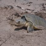 Avanza temporada de anidación de tortuga lora; suman más de 16 mil huevos protegidos