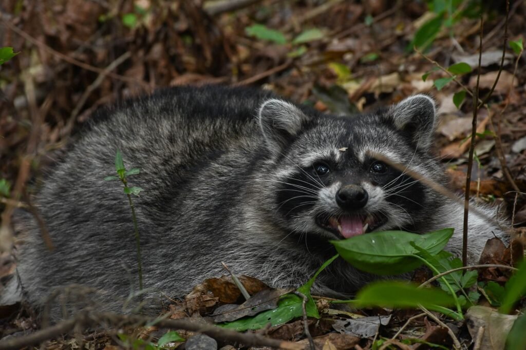 ¡Vuelven a la vida silvestre! Tamaulipas libera especies tras rehabilitación especializada