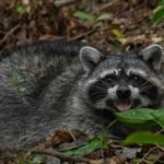 ¡Vuelven a la vida silvestre! Tamaulipas libera especies tras rehabilitación especializada