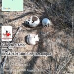 Hallan mega cementerio clandestino