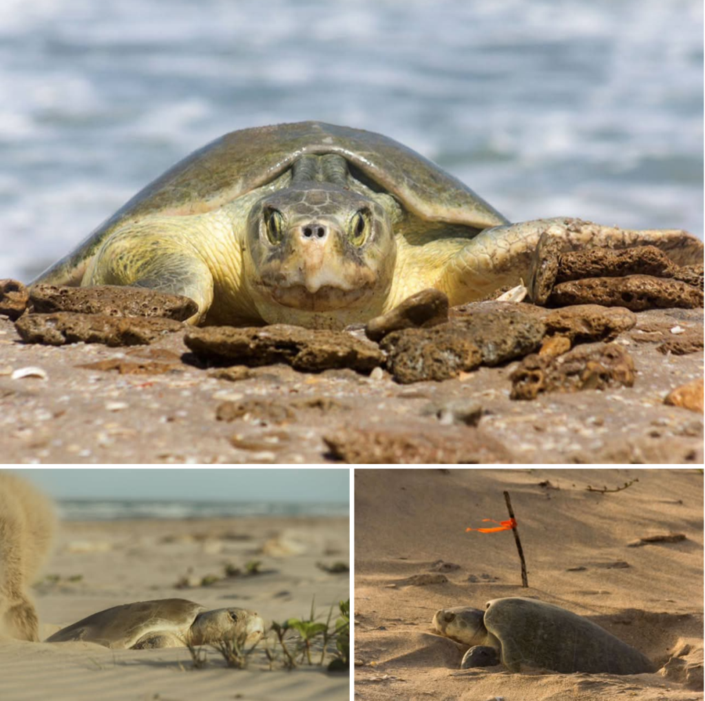 Continúa temporada de anidación de tortuga lora; se resguardan más de 28 mil huevos