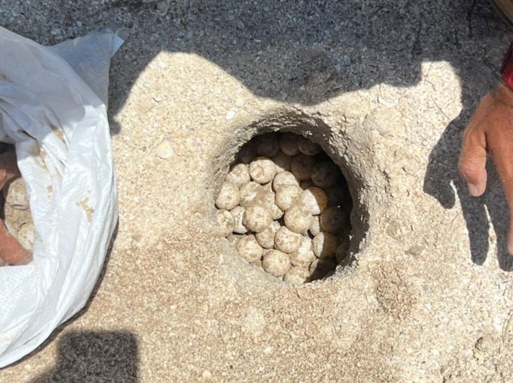 Supera Tamaulipas los 222 mil huevos de tortuga lora protegidos