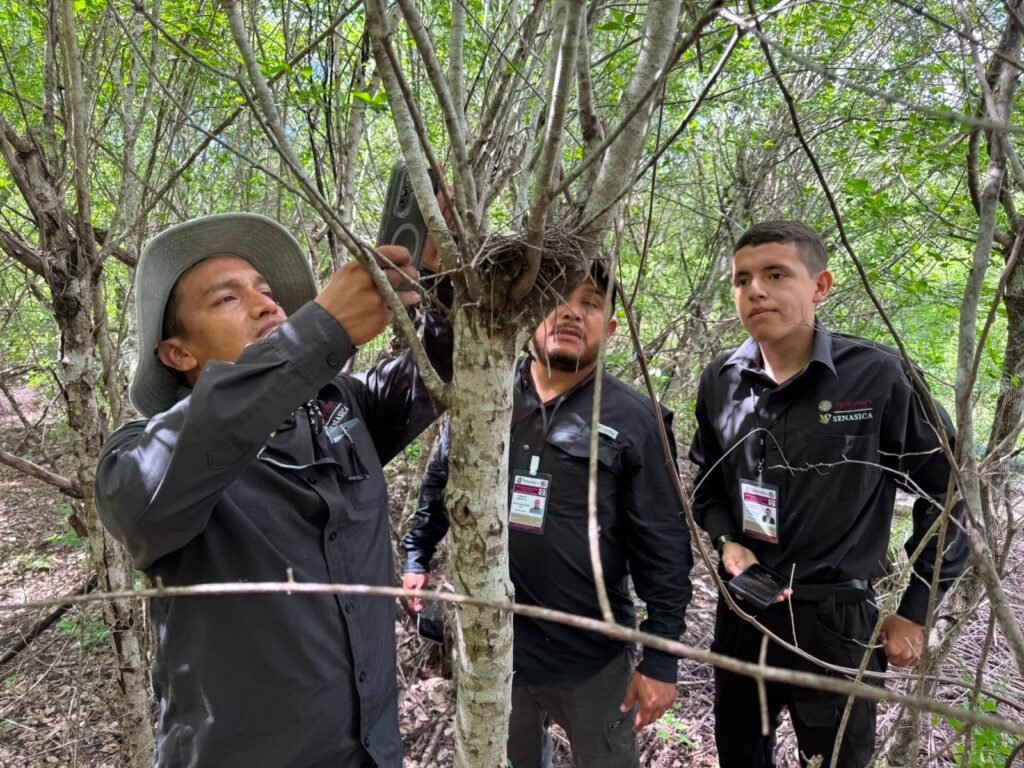 Refuerza Tamaulipas la vigilancia para proteger a la paloma ala blanca