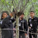 Refuerza Tamaulipas la vigilancia para proteger a la paloma ala blanca