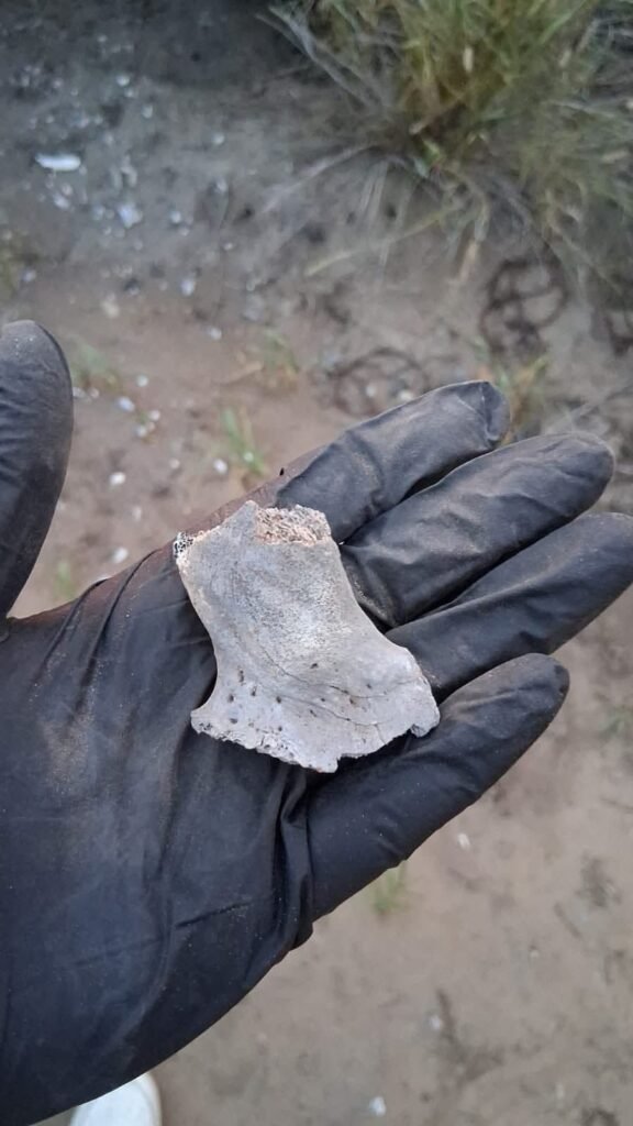 Colectivo localiza restos óseos humanos con exposición térmica al sur de Reynosa