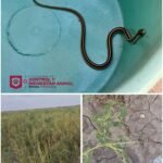 Atendió Control y Bienestar Animal reporte de serpiente en Jardines de Loma Real