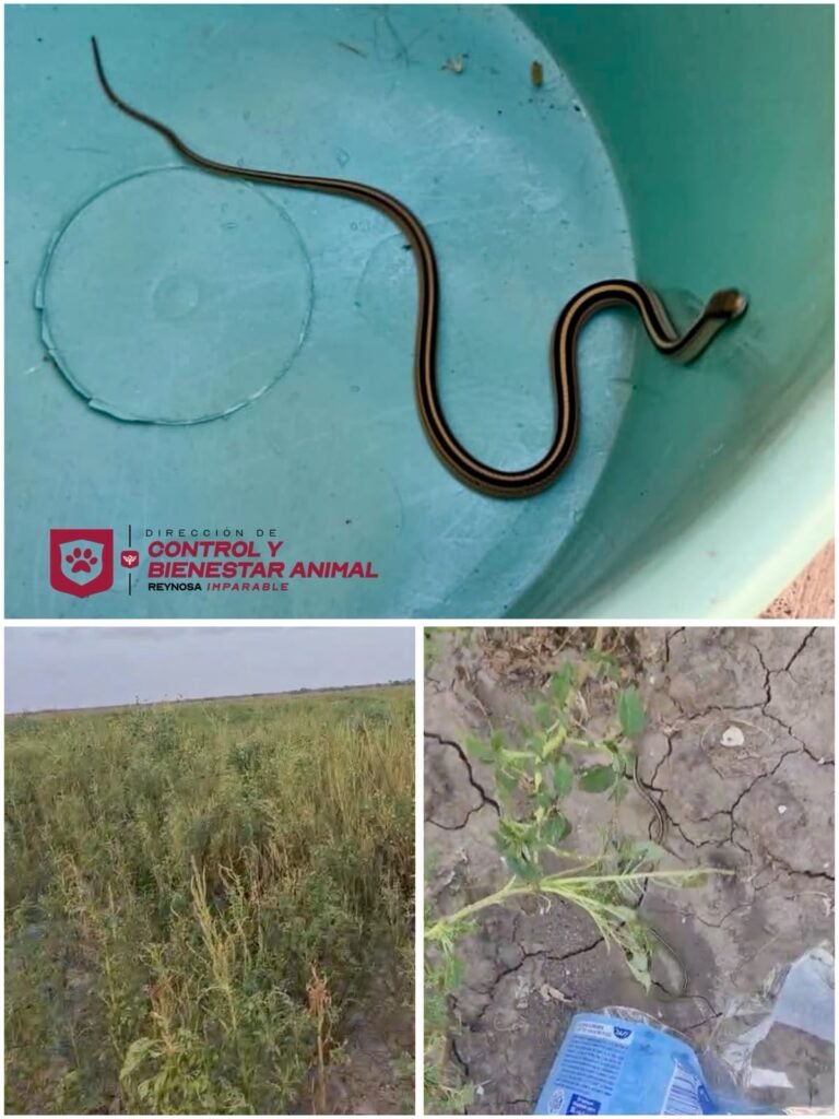 Atendió Control y Bienestar Animal reporte de serpiente en Jardines de Loma Real