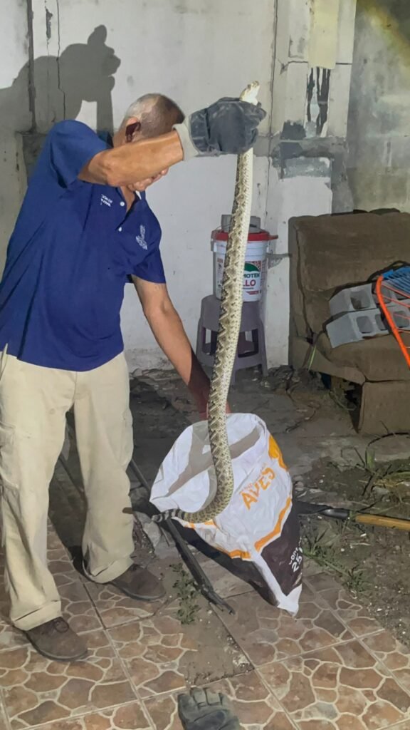 Advierte Gobierno de Reynosa mayor presencia de víboras en áreas habitacionales