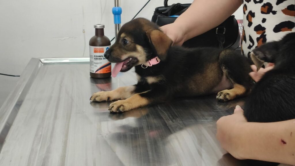 Recibió Hospital Veterinario Municipal de Reynosa a pequeños pacientes caninos .