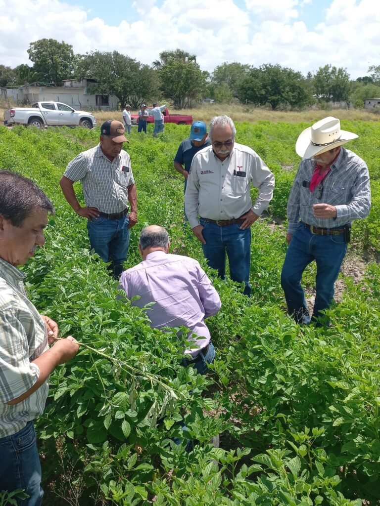 Supervisan avance del cultivo de frijol guar en el norte de Tamaulipas
