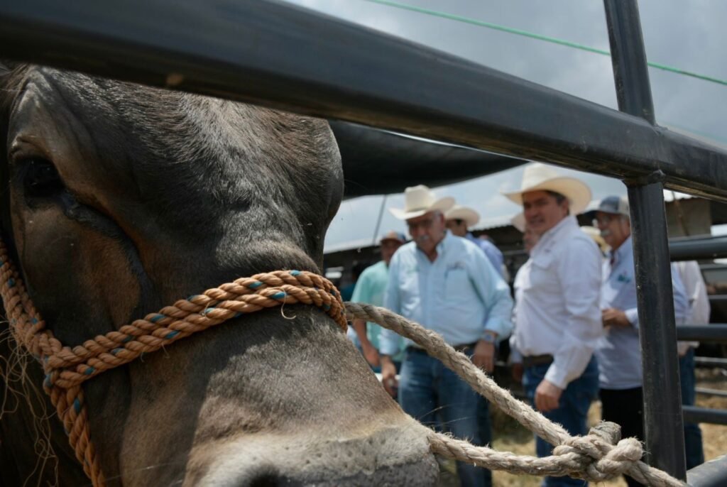 Incentiva Gobierno de Tamaulipas competitividad del sector ganadero