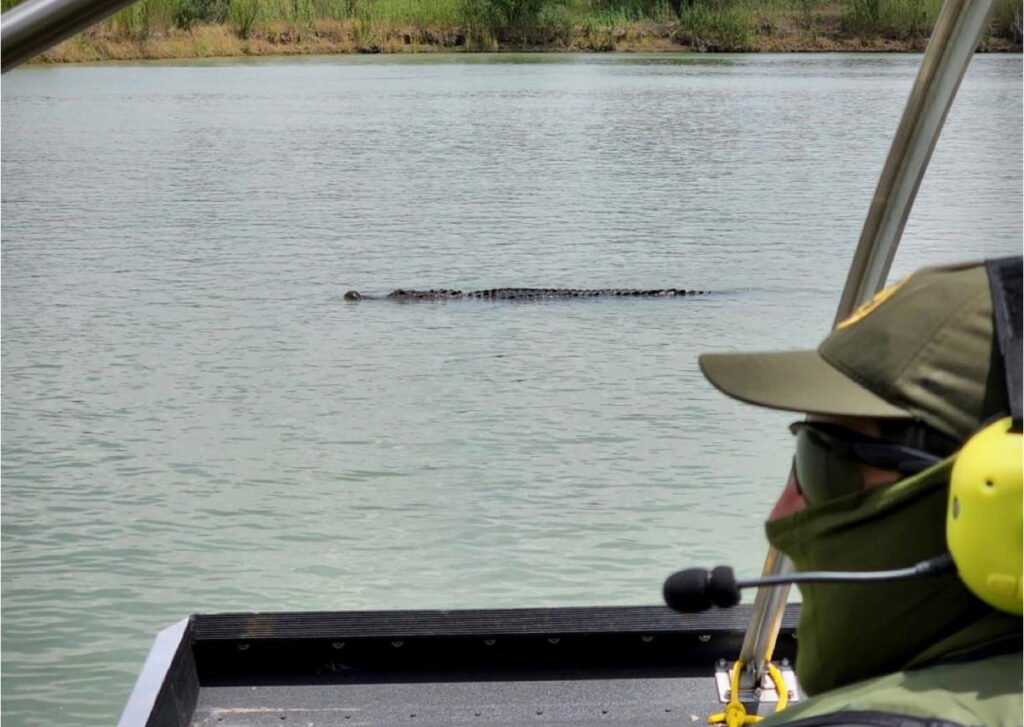 Confirman presencia de cocodrilos en el río Bravo