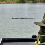 Confirman presencia de cocodrilos en el río Bravo